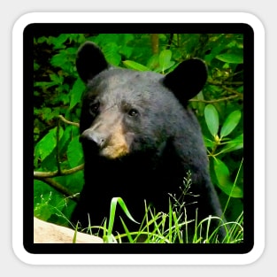 Blue Ridge Mountains Wild Black Bear Sticker